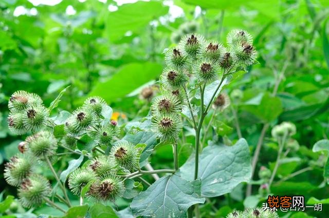 您有什么一直坚持的兴趣爱好？它们是纯粹的爱好,还是可以变现？
