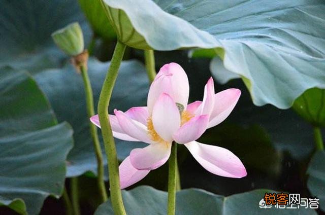 王国维人生三境界是成功学吗？