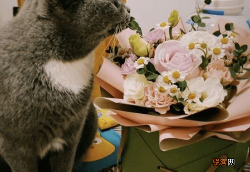 宠物看病比人贵合理吗