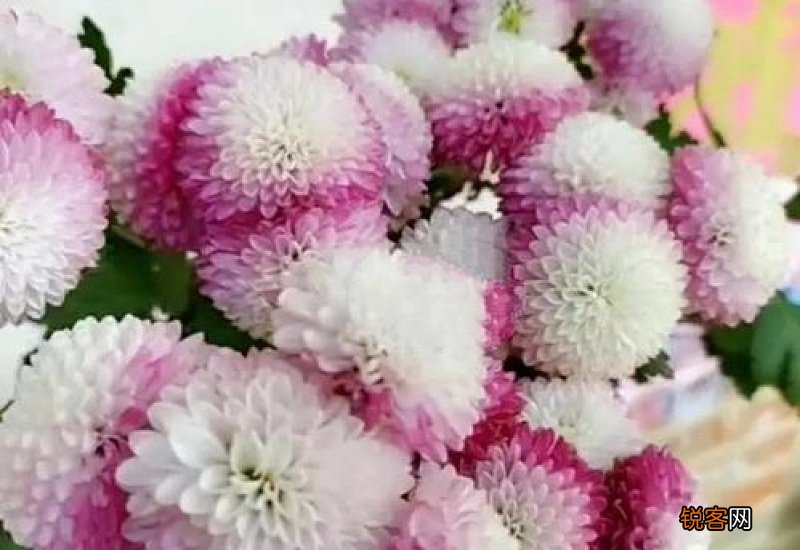 送小雏菊代表什么意思