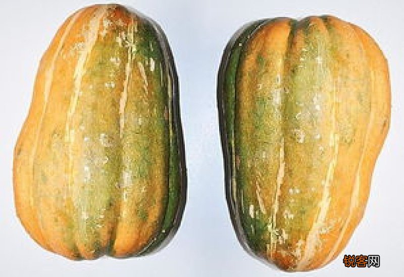 北瓜是西葫芦吗?