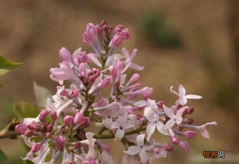 丁香可以种在家里吗