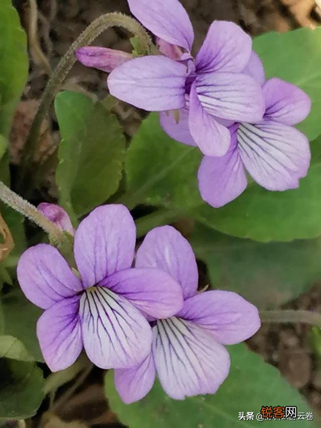 水映花面花映水,柳延河堤河延柳！推敲一下：延和沿哪个更好？