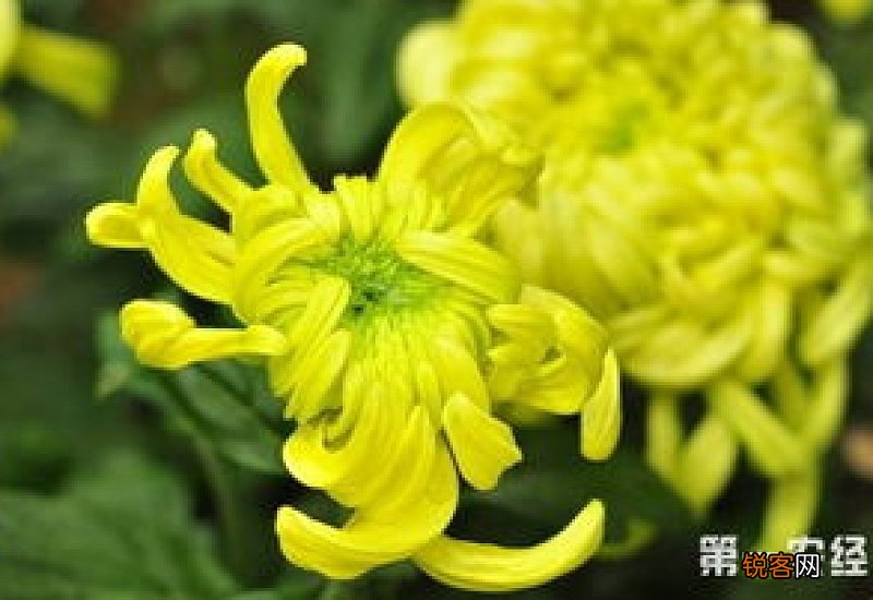 菊花叶子上有白点