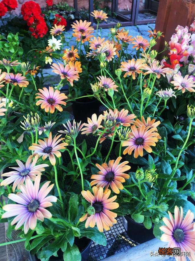 怎么抢特价飞机票？