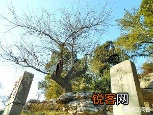 历史上吊死崇祯皇帝“歪脖子树”,现如今还在原地吗？