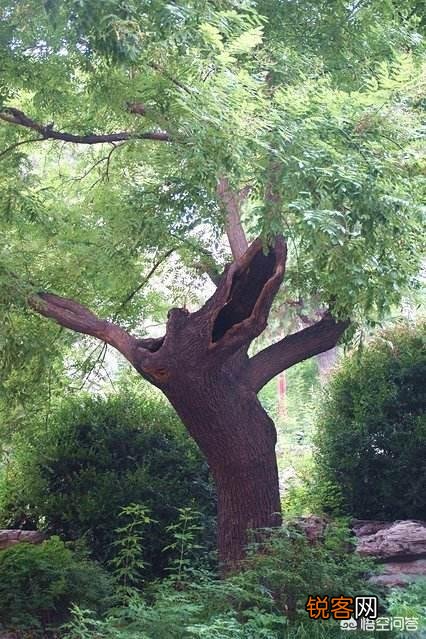 历史上吊死崇祯皇帝“歪脖子树”,现如今还在原地吗？