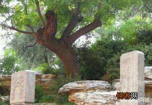 历史上吊死崇祯皇帝“歪脖子树”,现如今还在原地吗？
