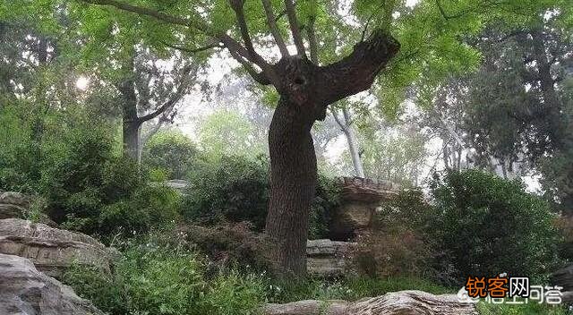 历史上吊死崇祯皇帝“歪脖子树”,现如今还在原地吗？