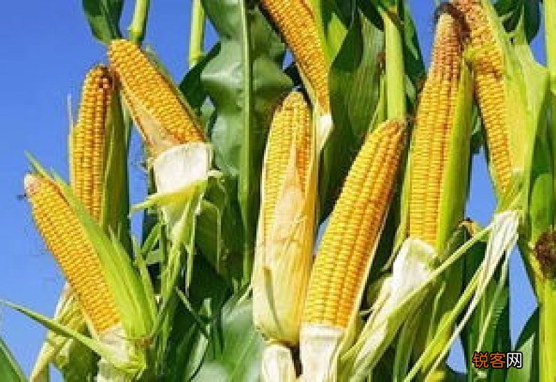 玉米什么时候种植最好