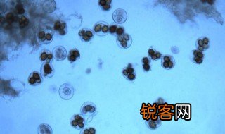 酵母菌从繁殖方式分为几类 酵母菌从繁殖方式分为多少类