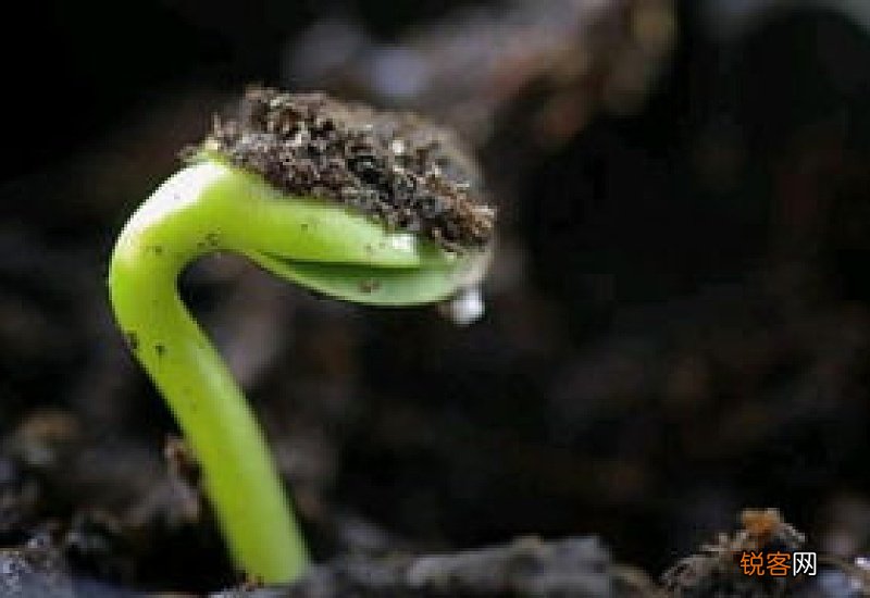 茁组词_茁的组词_茁怎么组词