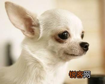 什么狗狗最适合在家里养？