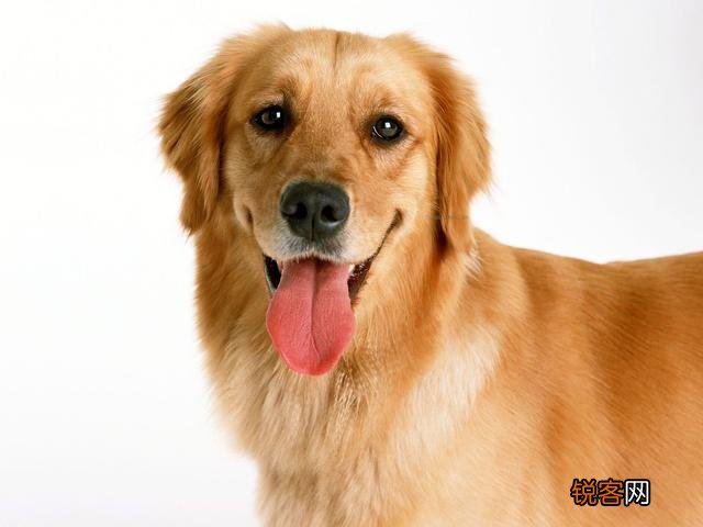 什么狗狗最适合在家里养？
