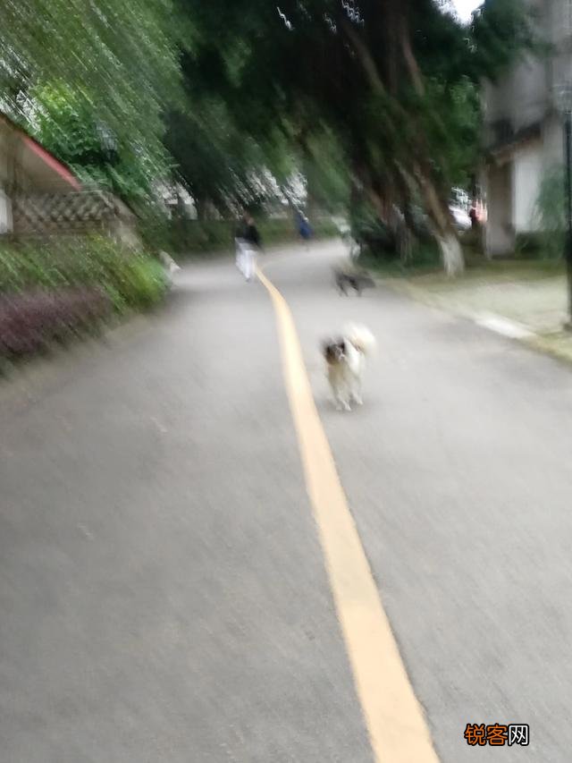 什么狗狗最适合在家里养？