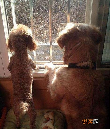 什么狗狗最适合在家里养？