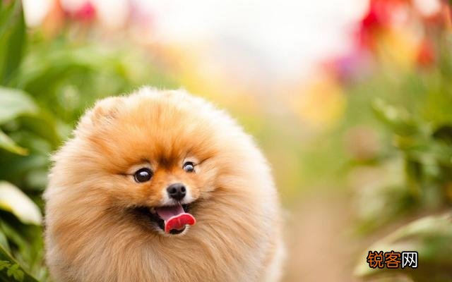 什么狗狗最适合在家里养？