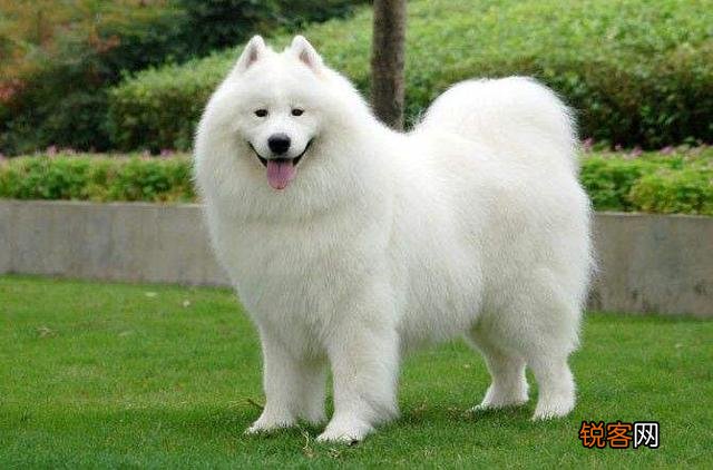什么狗狗最适合在家里养？