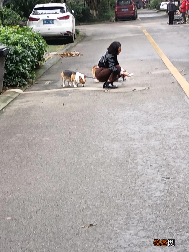 什么狗狗最适合在家里养？