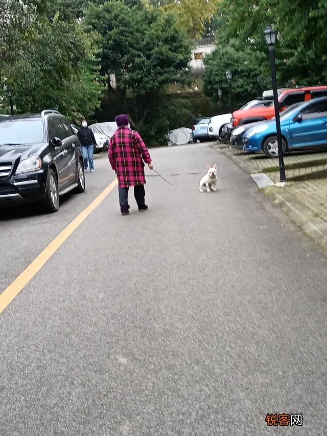 什么狗狗最适合在家里养？