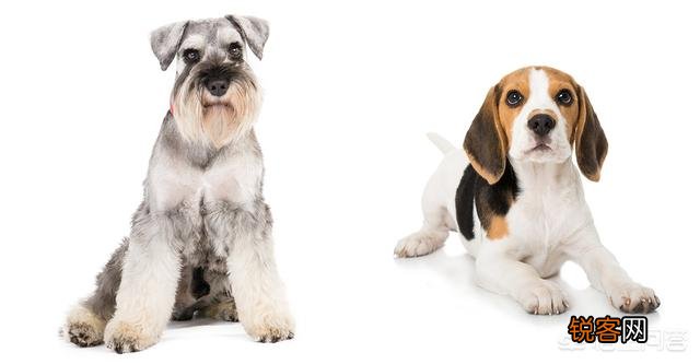打算养一只狗狗,什么犬种比较好？