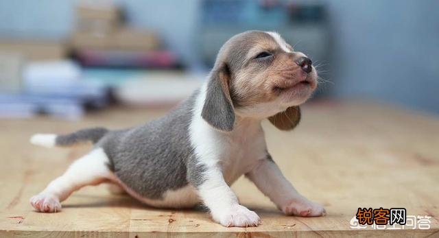 打算养一只狗狗,什么犬种比较好？