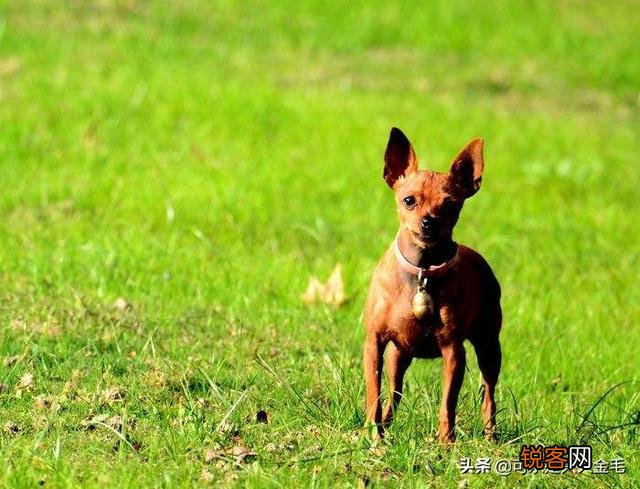 打算养一只狗狗,什么犬种比较好？