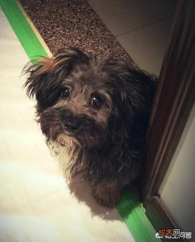 打算养一只狗狗,什么犬种比较好？