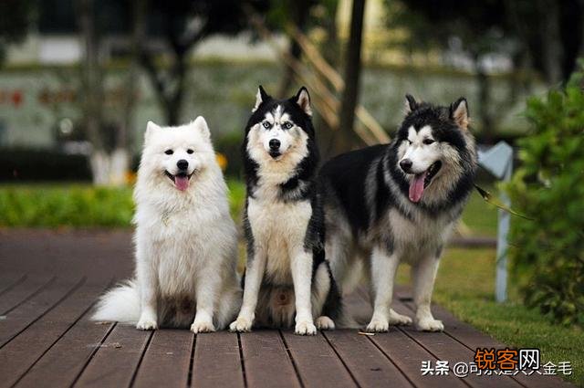 打算养一只狗狗,什么犬种比较好？