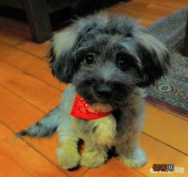 打算养一只狗狗,什么犬种比较好？