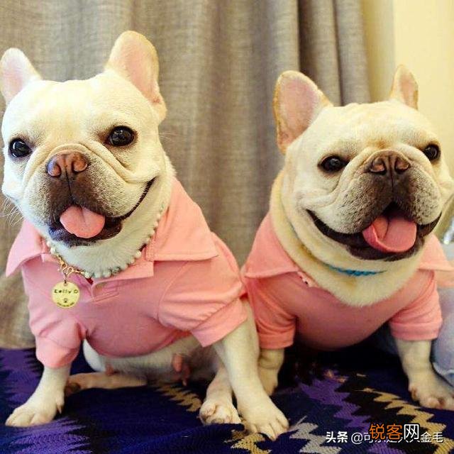 打算养一只狗狗,什么犬种比较好？