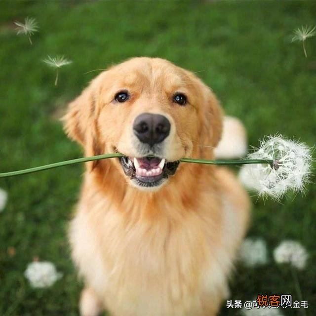 打算养一只狗狗,什么犬种比较好？