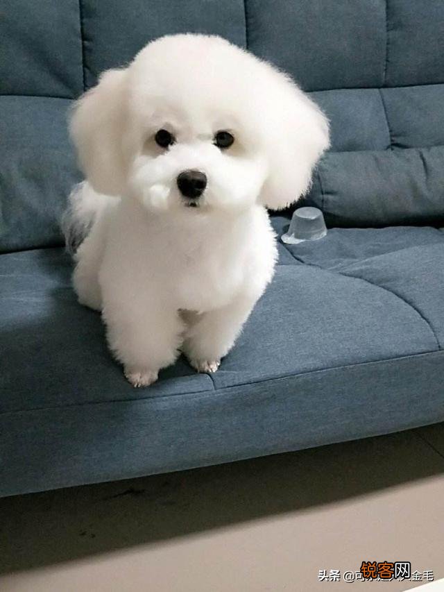 打算养一只狗狗,什么犬种比较好？