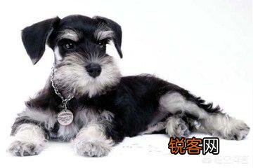 养宠物狗,养什么狗最好？