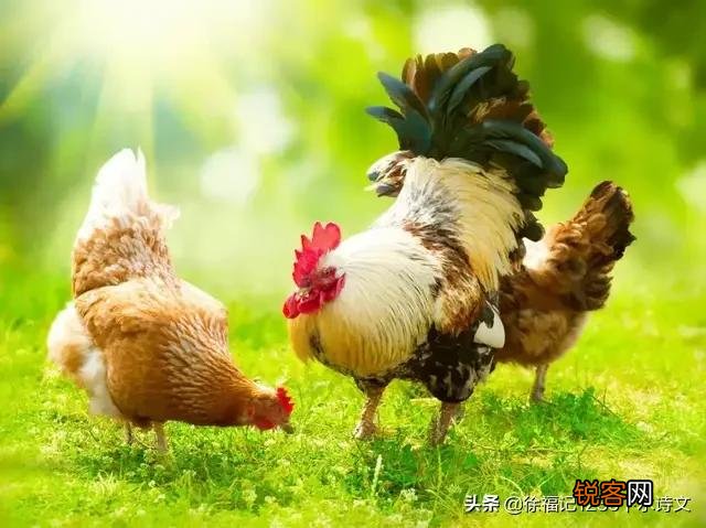 有的老母鸡为什么会打鸣？