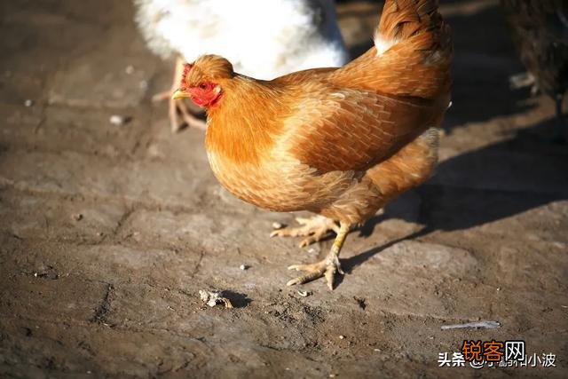 有的老母鸡为什么会打鸣？