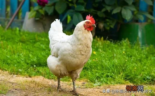 有的老母鸡为什么会打鸣？