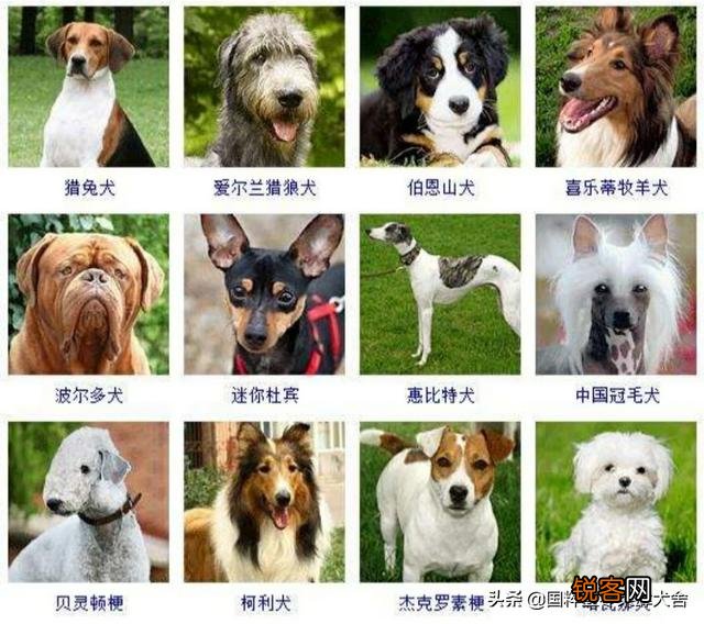 全世界狗的品种那么多,而且长得千奇百怪,那么所有狗的共同特征是什么呢？