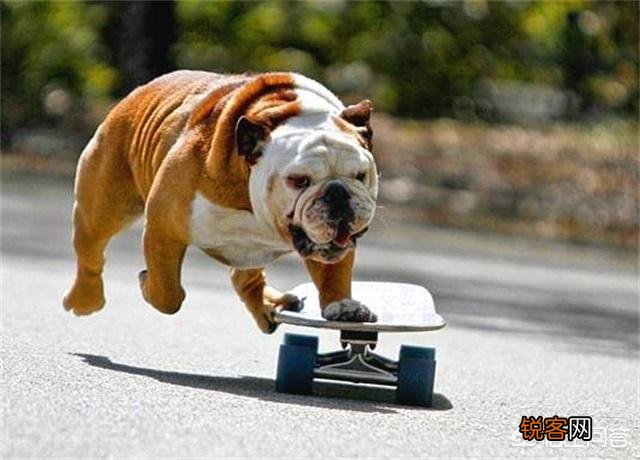 全世界狗的品种那么多,而且长得千奇百怪,那么所有狗的共同特征是什么呢？