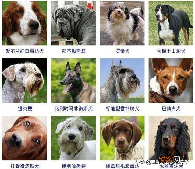 全世界狗的品种那么多,而且长得千奇百怪,那么所有狗的共同特征是什么呢？