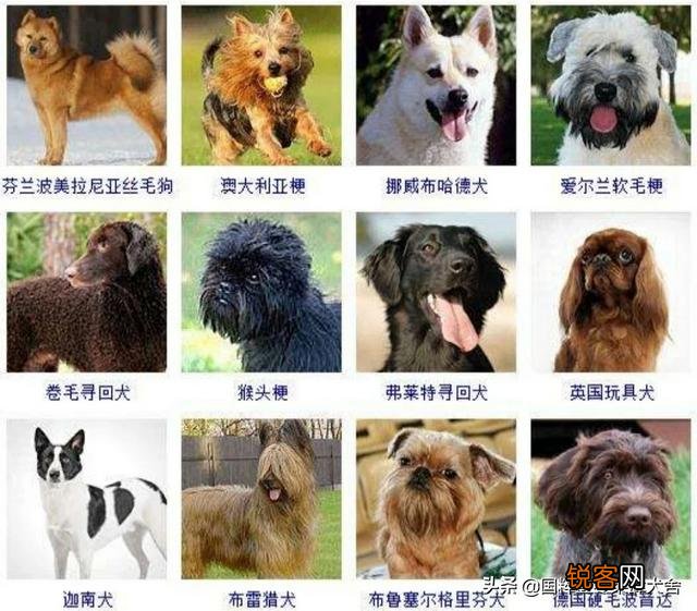 全世界狗的品种那么多,而且长得千奇百怪,那么所有狗的共同特征是什么呢？