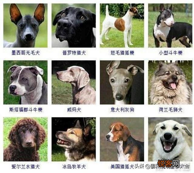全世界狗的品种那么多,而且长得千奇百怪,那么所有狗的共同特征是什么呢？
