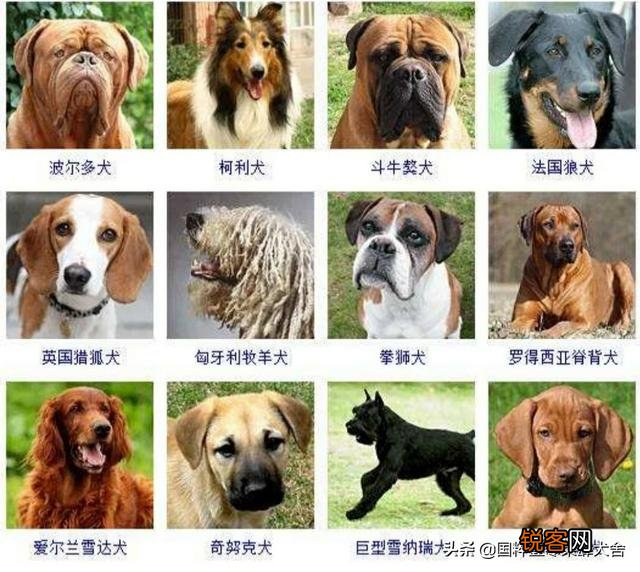 全世界狗的品种那么多,而且长得千奇百怪,那么所有狗的共同特征是什么呢？