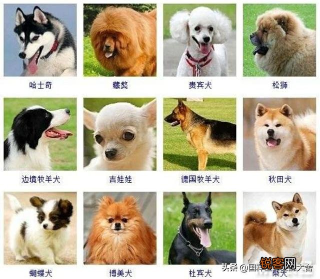 全世界狗的品种那么多,而且长得千奇百怪,那么所有狗的共同特征是什么呢？
