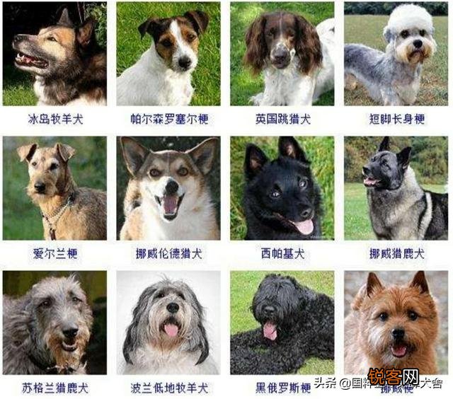 全世界狗的品种那么多,而且长得千奇百怪,那么所有狗的共同特征是什么呢？