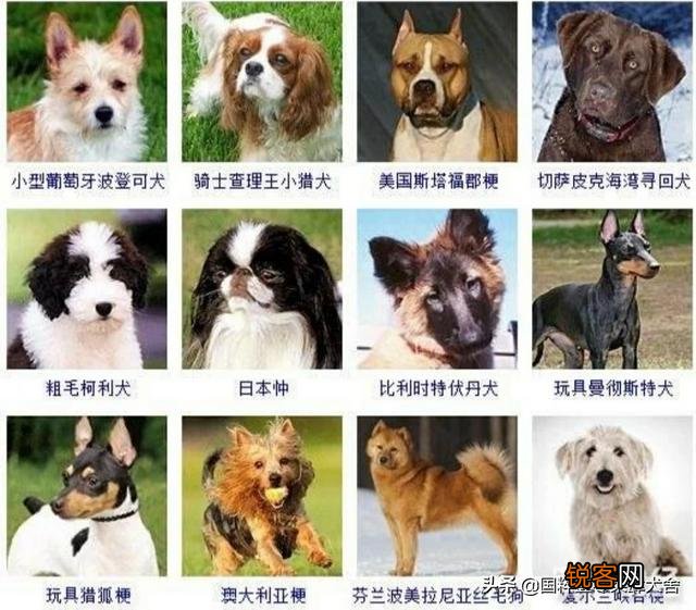 全世界狗的品种那么多,而且长得千奇百怪,那么所有狗的共同特征是什么呢？