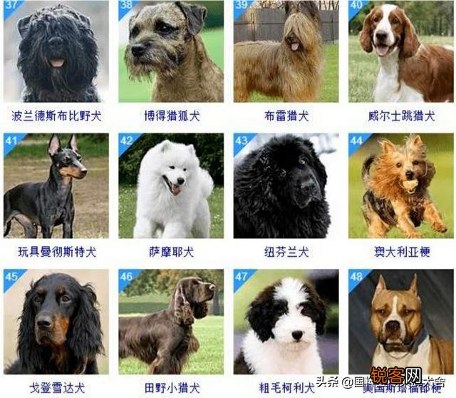 全世界狗的品种那么多,而且长得千奇百怪,那么所有狗的共同特征是什么呢？