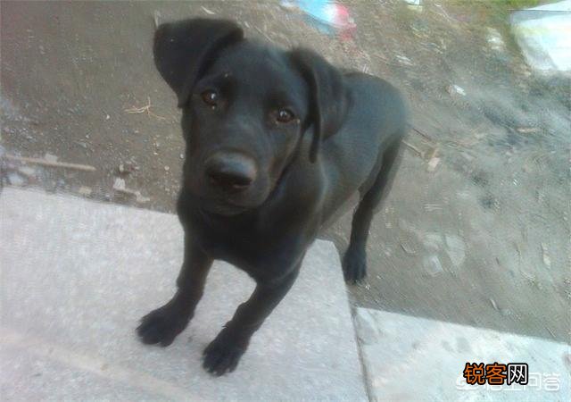 全世界狗的品种那么多,而且长得千奇百怪,那么所有狗的共同特征是什么呢？