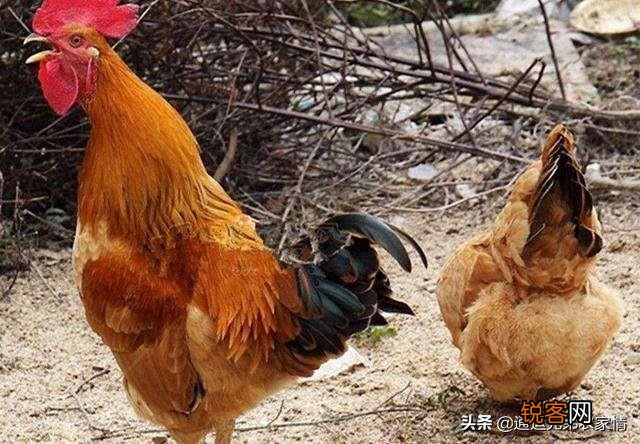 早上母鸡打鸣怎么回事？