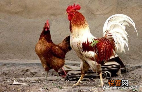 早上母鸡打鸣怎么回事？